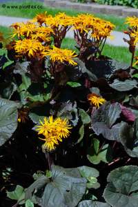 Ligulaire dent�e - Ligularia dentata