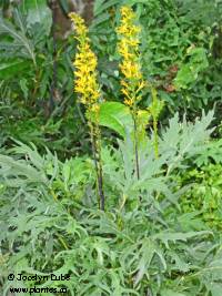 Photo de ligulaire de Shavalski - Ligularia przewalskii