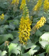 Lugularia stenocephala - Photo de ligulaire