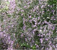Limonium latifolium Blue cloud - Photo de statice