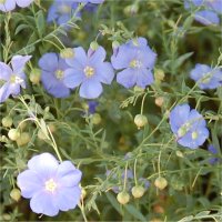 Photo de lin vivace - Linum perenne