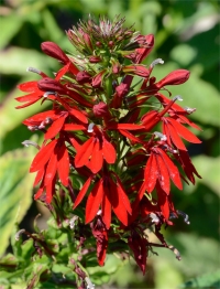 Photo de lob�lie du Cardinal - Lobelia cardinalis