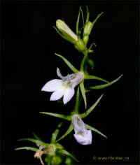 Photographie de lob�lie gonfl�e - Lobelia inflata