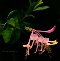 Photo de ch�vrefeuille grimpant - Lonicera x heckrottii