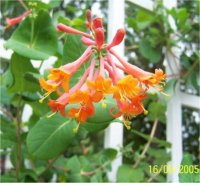 Lonicera sempervirens - Photo de Ch�vrefeuille grimpant
