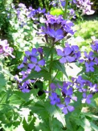 Photo de monnaie du pape - Lunaria annua