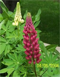 Lupinus russell - Photo de Lupins