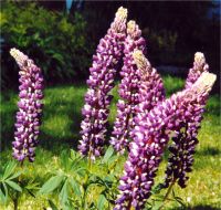 Lupinus x hybridus - Image de Lupin hybride