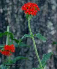 Lychnis chalcedonica - Photo de fleur de croix de j�rusalem