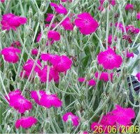 Lychnis coronaria - Photo de fleur lychnis