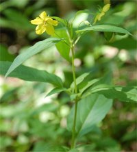 Photo de Lysimaque cili�e - Lysimachia ciliata