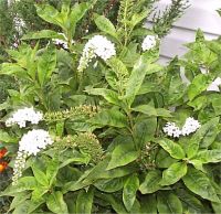 Lysimachia clethroides - Photo de Lysimaque � feuilles de cl�thre