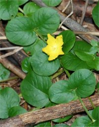 Herbe aux �cus - Lysimachia nummularia