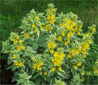 Lysimachia punctata - Photo de Lysimaque ponctu�e