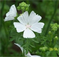 Malva moschata alba - Image de Mauve musqu�e blanche