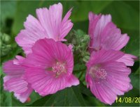 Malva moschata - Photo de Mauve musqu�e