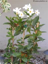 Photo de Mandevilla blanche - Mandevilla boliviensis