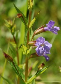 Photo de mimule � fleurs entrouvertes - Mimulus ringens