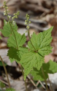 Photo de fleurs de mitrelle � deux feuilles - Mitella diphylla