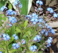 Myosotis alpestris - Photo de fleur myosotis