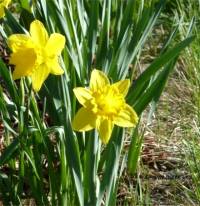 Photo de narcisse trompette - Narcissus x 'Dutch master'