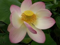 Photo de lotus des Indes - Nelumbo nucifera