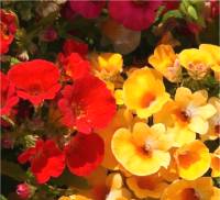Photo de N�m�sie d'Afrique - Nemesia strumosa