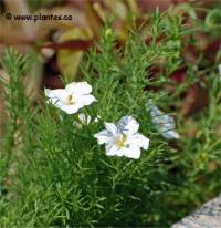 Photo de Ni�rembergie - Nierembergia hippomanica