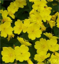 Oenothera tetragona - Photo de fleur d'Onagre