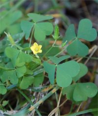 Photo d'oxalide dress�e - Oxalis stricta