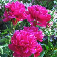 Paeonia lactiflora - Photo de Pivoine