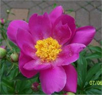 Paeonia mandarin's coat - Image de Pivoine