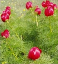 Photo de pivoine herbac�e - Paeonia tenuifolia