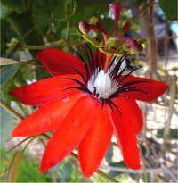 Photo de passiflore �carlate - Passiflora coccinea