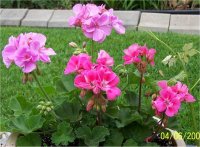 Pelargonium hortorum- Photo de G�ranium des jardins