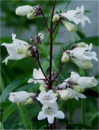 Penstemon digitalis alba - Photo de Penst�mon blanc