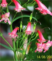 Penstemon digitalis Ruby - Photo de Penst�mon ruby