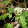 Photo d'act�e rouge - Actaea rubra