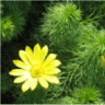 Photo d'adonide de printemps - Adonis vernalis