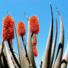 Photo d'alo�s arborescens - Aloe arborescens