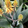 Photo d'alo�s ferox - Aloe ferox
