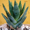 Photo d'alo�s vera - Aloe vera
