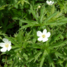 Photo de fleurs d'an�mone du Canada - Anemone canadensis