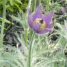 Photo de fleurs d'anemone pulsatille - Anemone pulsatilla