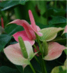 Photo de fleurs d'Anthurie - Anthurium andreacola