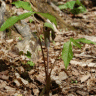 Photo de petit pr�cheur - Arisaema triphylla