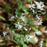 Photo d'aster � feuilles cord�es - Aster cordifolius