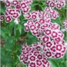 Photo de fleurs d'oeillets de po�tes