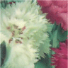 Image de fleurs d'oeillets mignardise