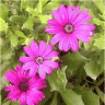 Photo de fleurs de dimorphotheca
